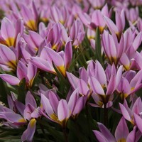 Tulipa humilis Photo: Nijssen